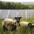 Preserving Natural Resources and Wildlife in Suffolk County, New York