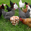 Animal Control and Protection in Suffolk County, New York: Ensuring the Safety of Pets